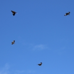 Acridotheres tristis at Hume, ACT - 18 Aug 2024