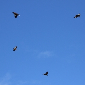 Acridotheres tristis at Hume, ACT - 18 Aug 2024