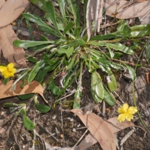 Goodenia geniculata at Anglesea, VIC - 17 Sep 2022