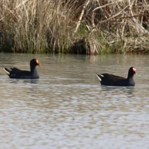 Gallinula tenebrosa at Hume, ACT - 18 Aug 2024