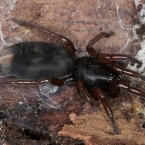 Lampona sp. (genus) at Evatt, ACT - 18 Aug 2024