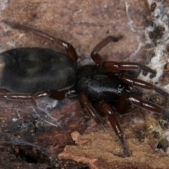 Lampona sp. (genus) at Evatt, ACT - 18 Aug 2024