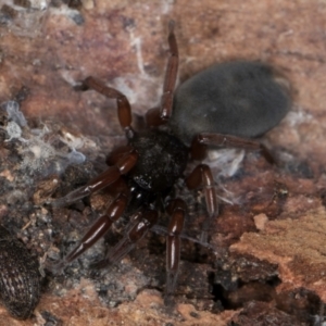 Lampona sp. (genus) at Evatt, ACT - 18 Aug 2024