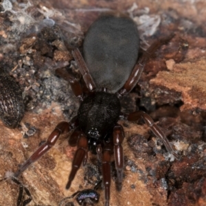 Lampona sp. (genus) at Evatt, ACT - 18 Aug 2024