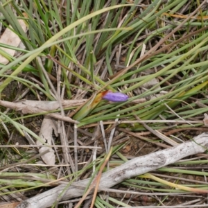 Patersonia fragilis at Anglesea, VIC - 17 Sep 2022 02:49 PM