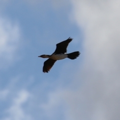 Microcarbo melanoleucos (Little Pied Cormorant) at Hume, ACT - 18 Aug 2024 by RodDeb