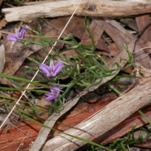 Thysanotus patersonii at Anglesea, VIC - 17 Sep 2022