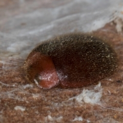 Rodatus boucardi (A lady beetle) at Evatt, ACT - 18 Aug 2024 by kasiaaus