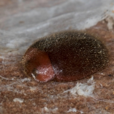 Rodatus boucardi (A lady beetle) at Evatt, ACT - 18 Aug 2024 by kasiaaus