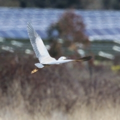 Egretta novaehollandiae (White-faced Heron) at Hume, ACT - 18 Aug 2024 by RodDeb