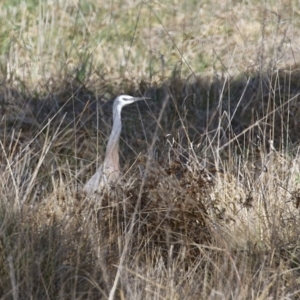 Egretta novaehollandiae at Hume, ACT - 18 Aug 2024