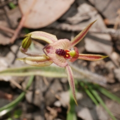 Caladenia cardiochila (Heart-lip Spider-orchid) at Anglesea, VIC - 17 Sep 2022 by WendyEM