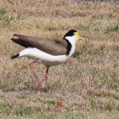 Vanellus miles (Masked Lapwing) at Hume, ACT - 18 Aug 2024 by RodDeb