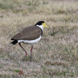 Vanellus miles at Hume, ACT - 18 Aug 2024 01:17 PM