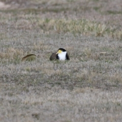 Vanellus miles at Hume, ACT - 18 Aug 2024 01:17 PM