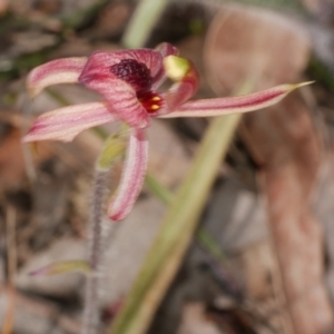 Caladenia cardiochila at Anglesea, VIC - 17 Sep 2022