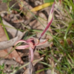 Caladenia cardiochila at Anglesea, VIC - suppressed