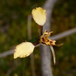 Diuris pardina at Anglesea, VIC - 17 Sep 2022