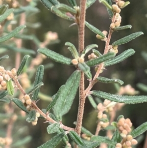 Pomaderris angustifolia at Campbell, ACT - 18 Aug 2024 02:15 PM