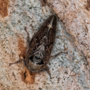 Eurypella tasmaniensis at Belconnen, ACT - 18 Aug 2024