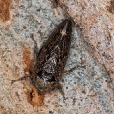 Eurypella tasmaniensis (Eurypella tasmaniensis) at Belconnen, ACT - 18 Aug 2024 by kasiaaus