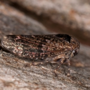 Eurypella tasmaniensis at Belconnen, ACT - 18 Aug 2024