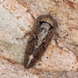 Eurypella tasmaniensis at Belconnen, ACT - 18 Aug 2024