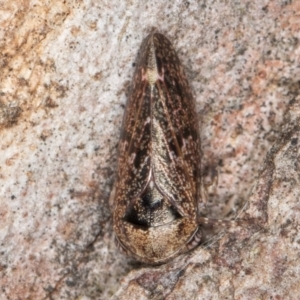 Eurypella tasmaniensis at Belconnen, ACT - 18 Aug 2024