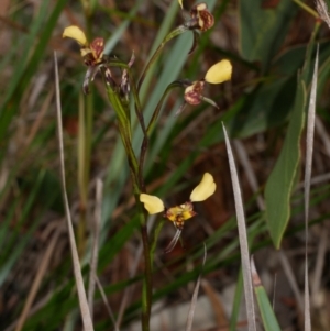 Diuris pardina at Anglesea, VIC - 17 Sep 2022