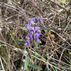 Hovea heterophylla (Common Hovea) at Campbell, ACT - 18 Aug 2024 by JaneR