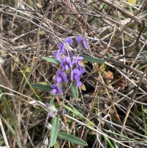 Hovea heterophylla at Campbell, ACT - 18 Aug 2024