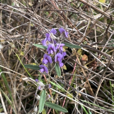 Hovea heterophylla (Common Hovea) at Campbell, ACT - 18 Aug 2024 by JaneR