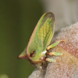 Sextius virescens at Belconnen, ACT - 18 Aug 2024