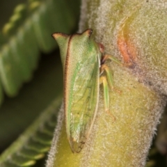 Sextius virescens at Belconnen, ACT - 18 Aug 2024