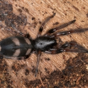 Lampona cylindrata at Belconnen, ACT - 18 Aug 2024