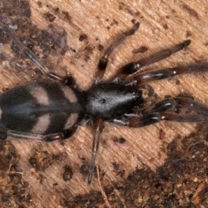 Lampona cylindrata at Belconnen, ACT - 18 Aug 2024