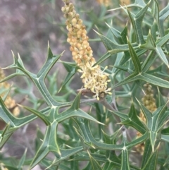 Grevillea ramosissima subsp. ramosissima (Fan Grevillea) at Campbell, ACT - 18 Aug 2024 by JaneR