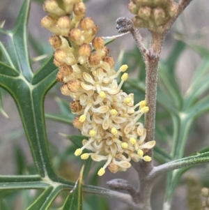 Grevillea ramosissima subsp. ramosissima at Campbell, ACT - 18 Aug 2024