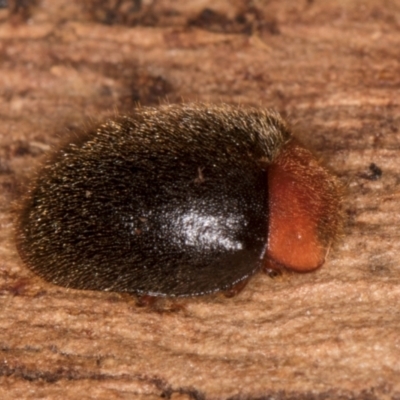 Rodatus boucardi (A lady beetle) at Belconnen, ACT - 18 Aug 2024 by kasiaaus