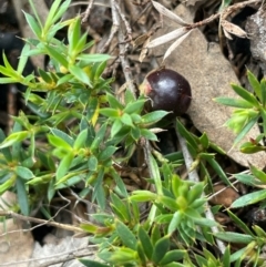 Astroloma humifusum (Cranberry Heath) at Campbell, ACT - 18 Aug 2024 by JaneR