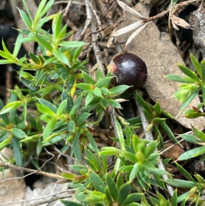 Styphelia humifusum (Cranberry Heath) at Campbell, ACT - 18 Aug 2024 by JaneR