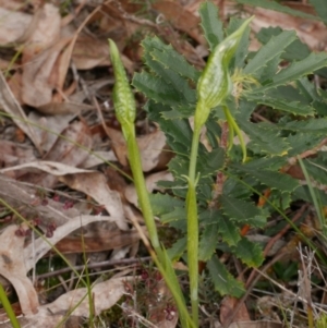 Pterostylis unicornis at suppressed - suppressed