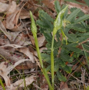 Pterostylis unicornis at suppressed - 17 Sep 2022