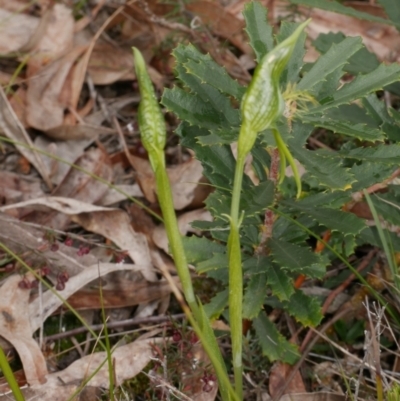 Pterostylis unicornis (Large Plume-Orchid) at Anglesea, VIC - 17 Sep 2022 by WendyEM