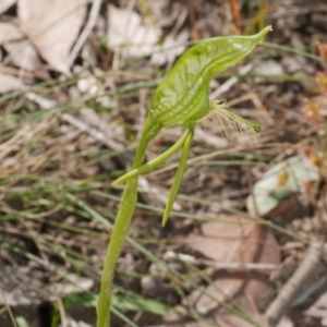 Pterostylis unicornis at suppressed - suppressed