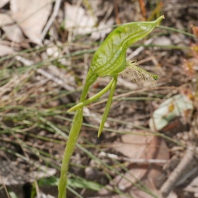 Pterostylis unicornis (Large Plume-Orchid) at Anglesea, VIC - 17 Sep 2022 by WendyEM