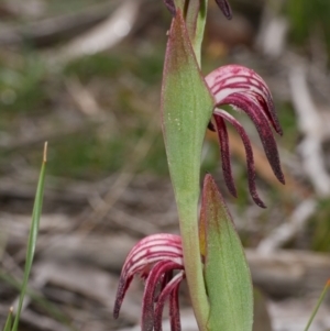 Pyrorchis nigricans at Anglesea, VIC - 17 Sep 2022