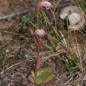 Pyrorchis nigricans at Anglesea, VIC - suppressed