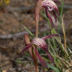 Pyrorchis nigricans at Anglesea, VIC - suppressed