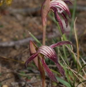 Pyrorchis nigricans at Anglesea, VIC - suppressed